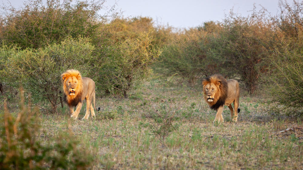 Madikwe Hills Private Game Lodge