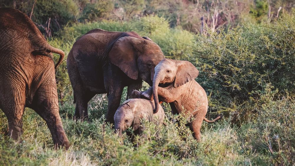 Madikwe Hills Private Game Lodge