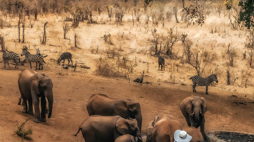 Elewana Tarangire Treetops