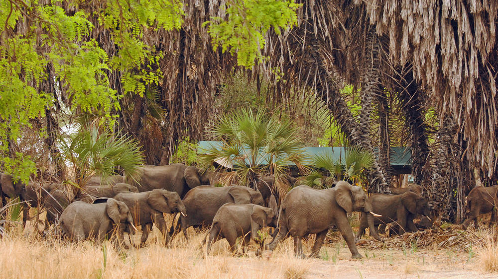 Tanzania - 7-day Southern Tanzania Rustic Safari - Private fly-in