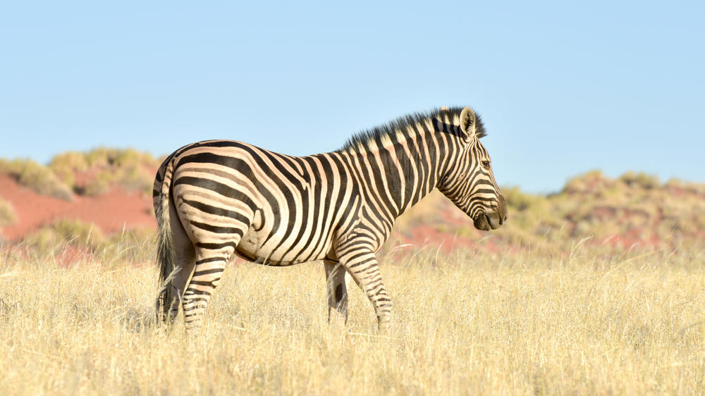 NamibRand Nature Reserve