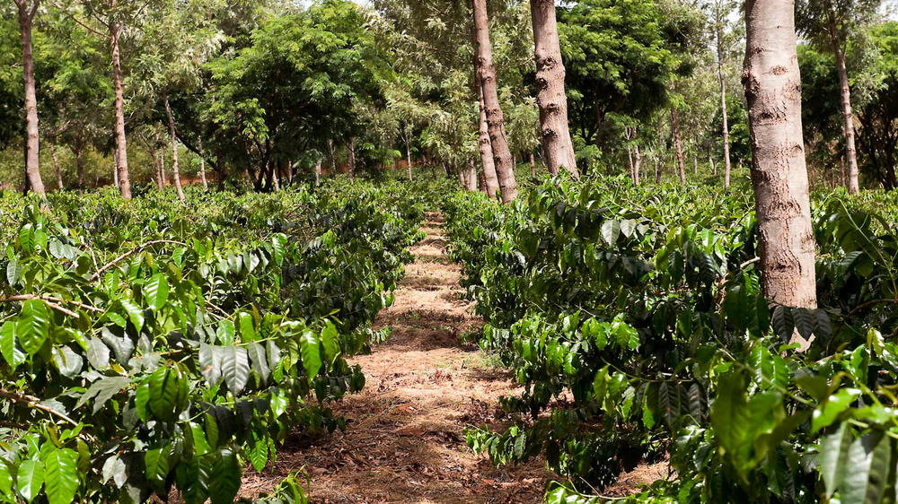 Ngorongoro Farm House