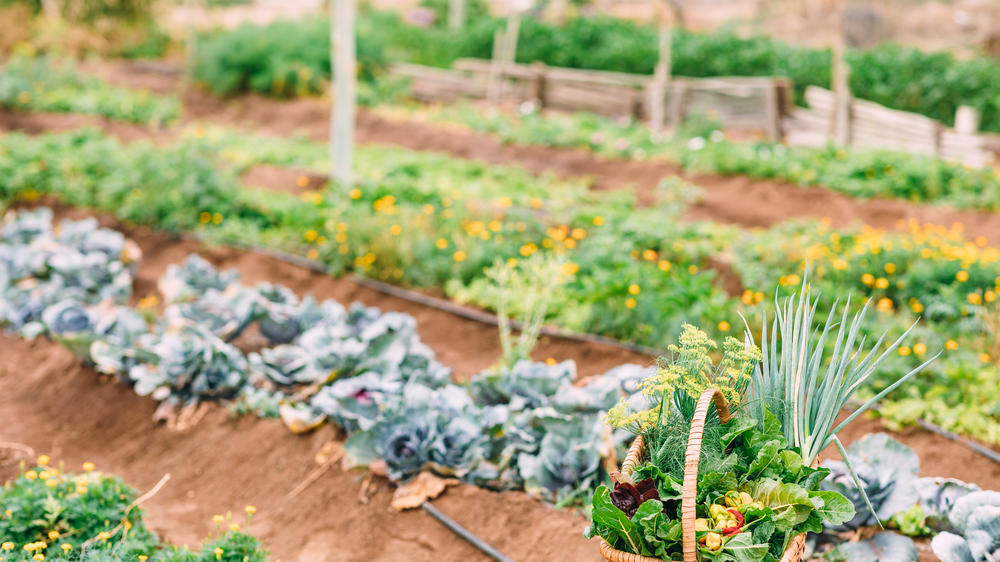 Simbambili Game Lodge