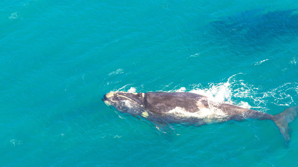 Maputaland Marine Protected Area