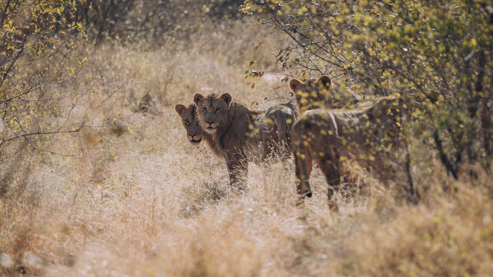 Garonga - Safari Camp