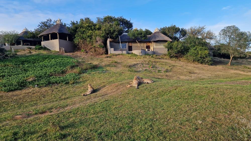 Amakhala Safari Lodge 