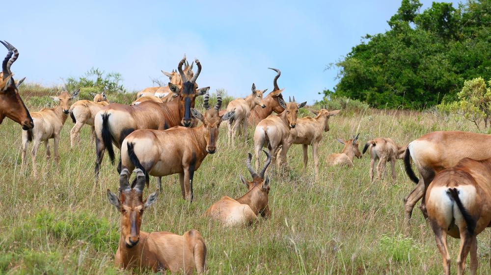 Amakhala Safari Lodge 