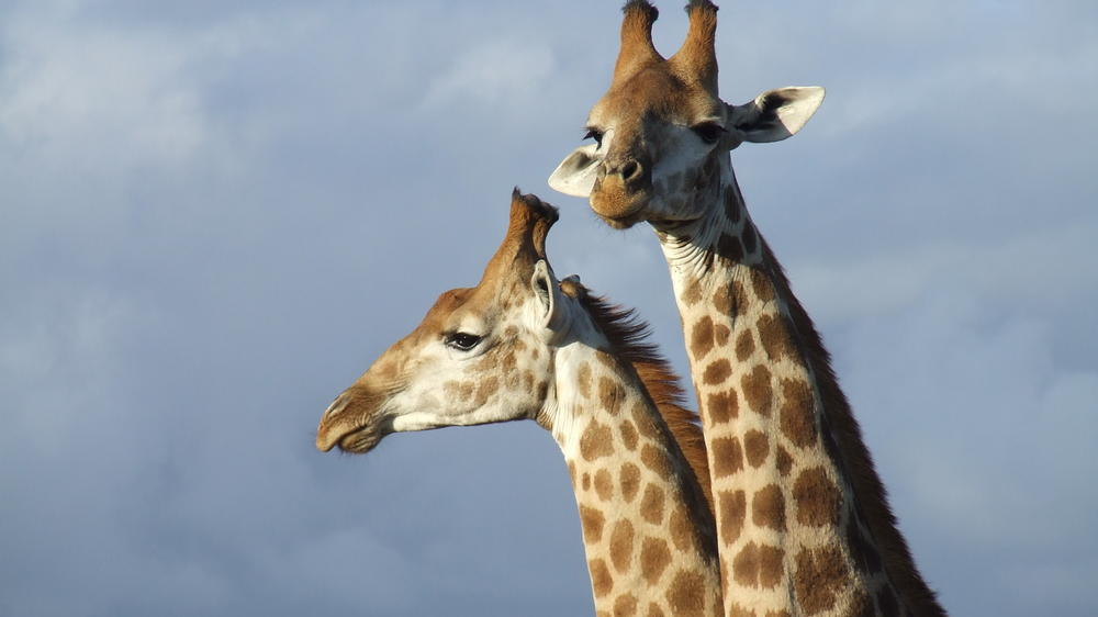 Amakhala Safari Lodge 