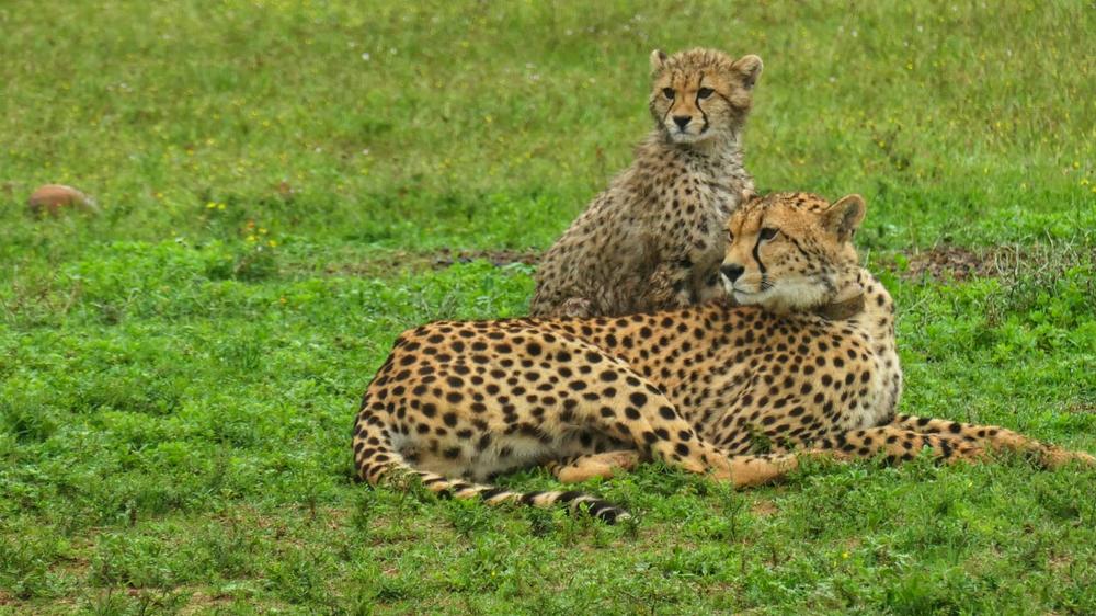 Amakhala Safari Lodge 