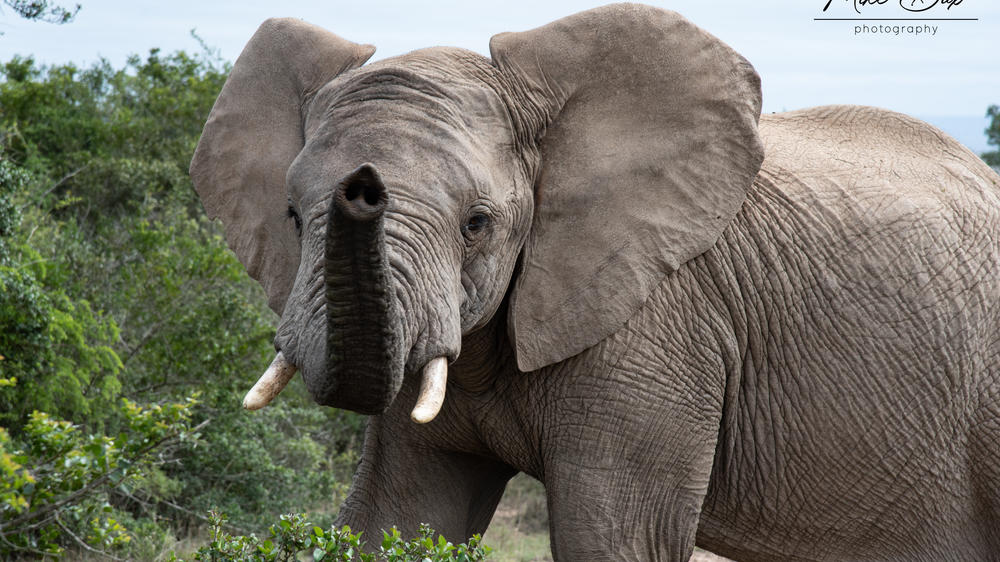 Amakhala Safari Lodge 