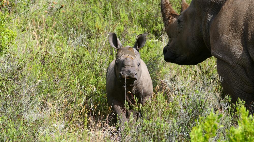 Amakhala Safari Lodge 