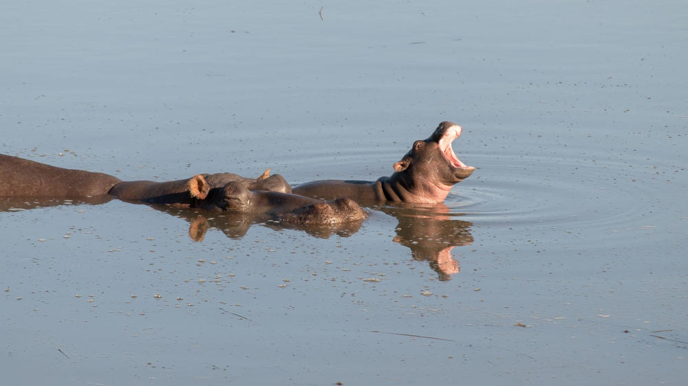 Amakhala Safari Lodge 