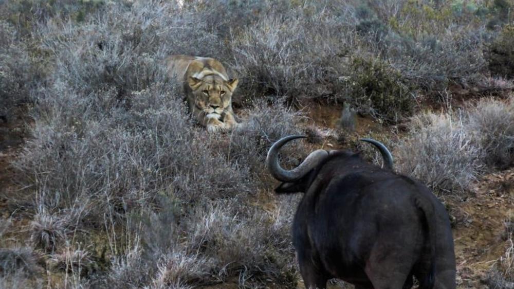 Amakhala Safari Lodge 
