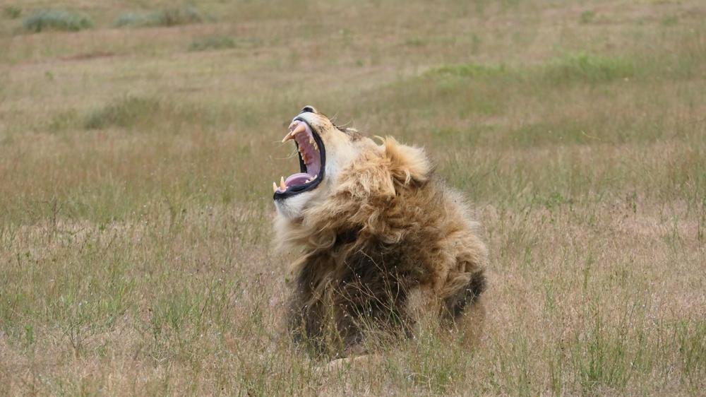 Amakhala Safari Lodge 