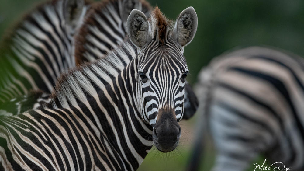 Amakhala Safari Lodge 