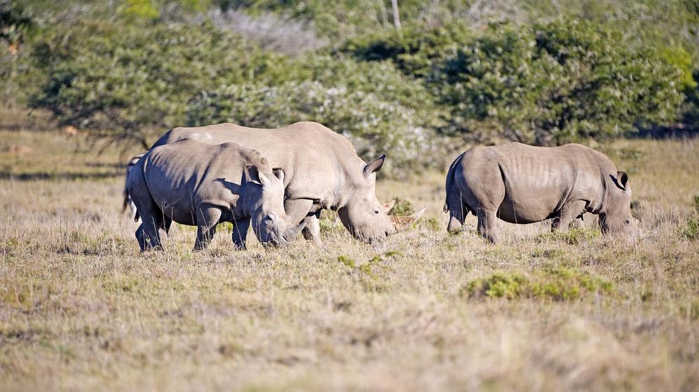 Amakhala Safari Lodge 
