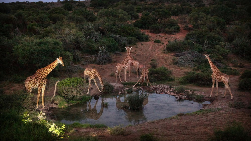 Amakhala Safari Lodge 