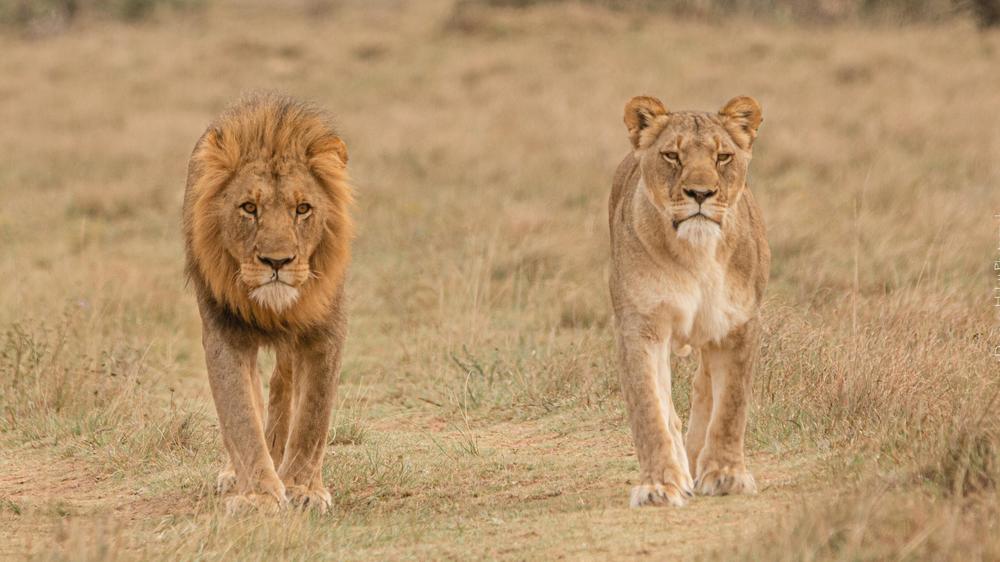 Amakhala Woodbury Lodge