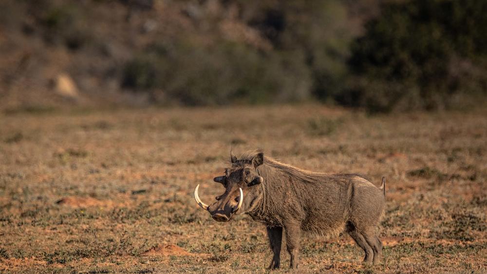 Amakhala Woodbury Lodge
