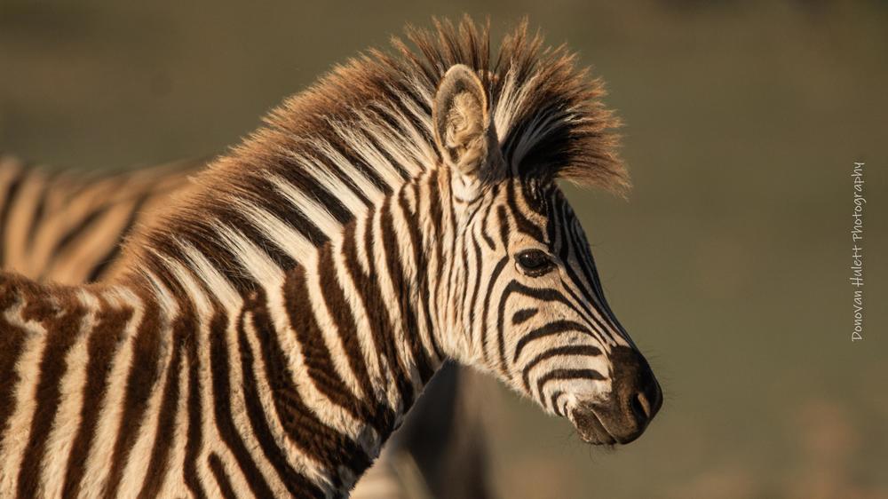 Amakhala Woodbury Lodge