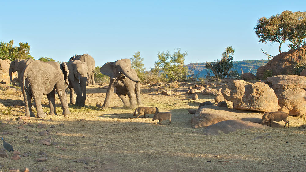 Entabeni Safari Conservancy