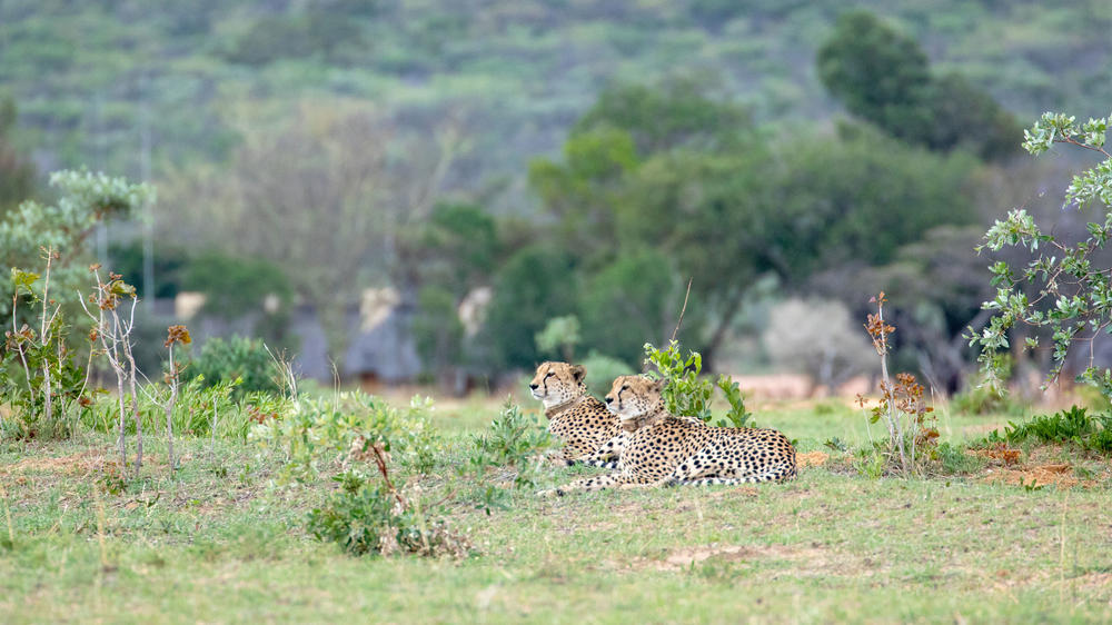 Entabeni Safari Conservancy