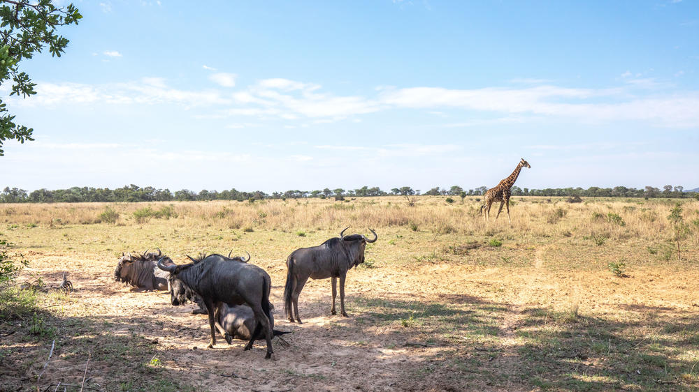 Entabeni Safari Conservancy