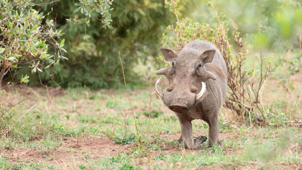 Entabeni Safari Conservancy