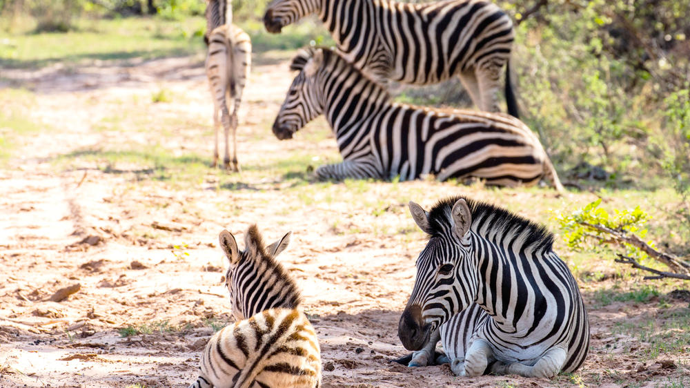 Entabeni Safari Conservancy