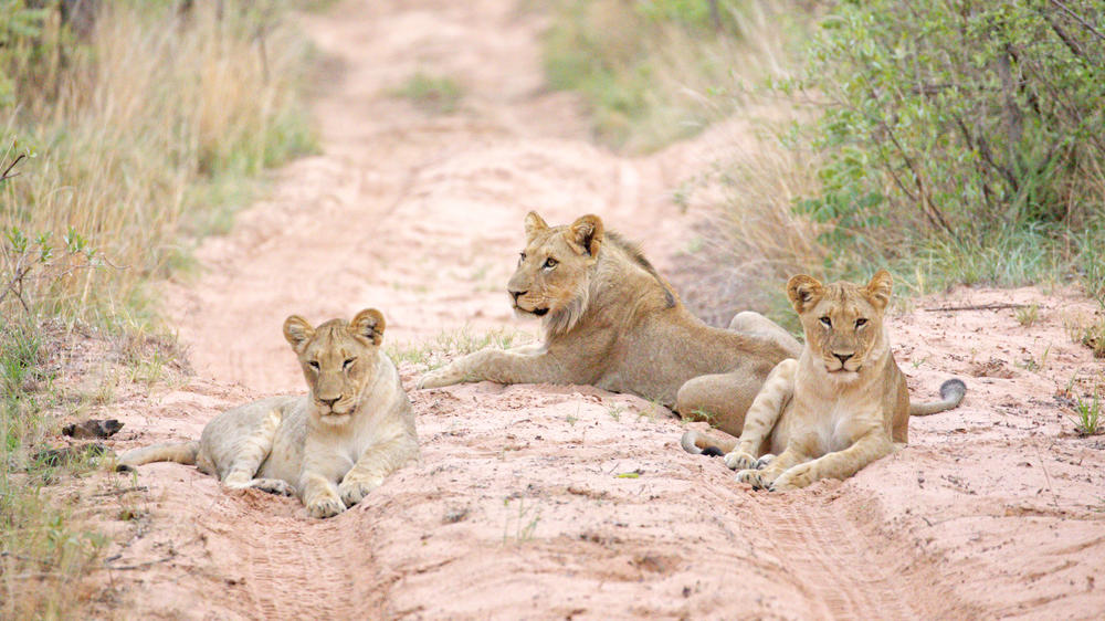 Entabeni Safari Conservancy