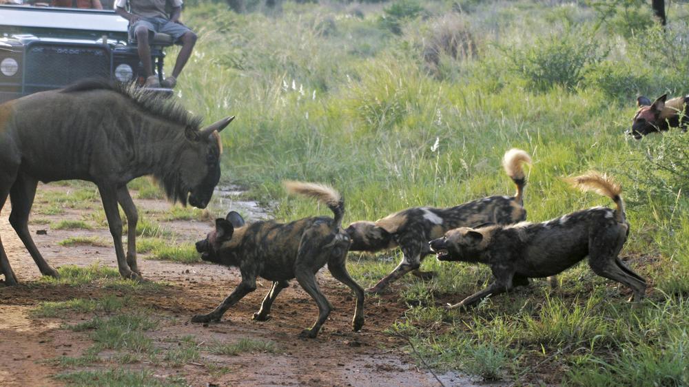 Tuningi Safari Lodge