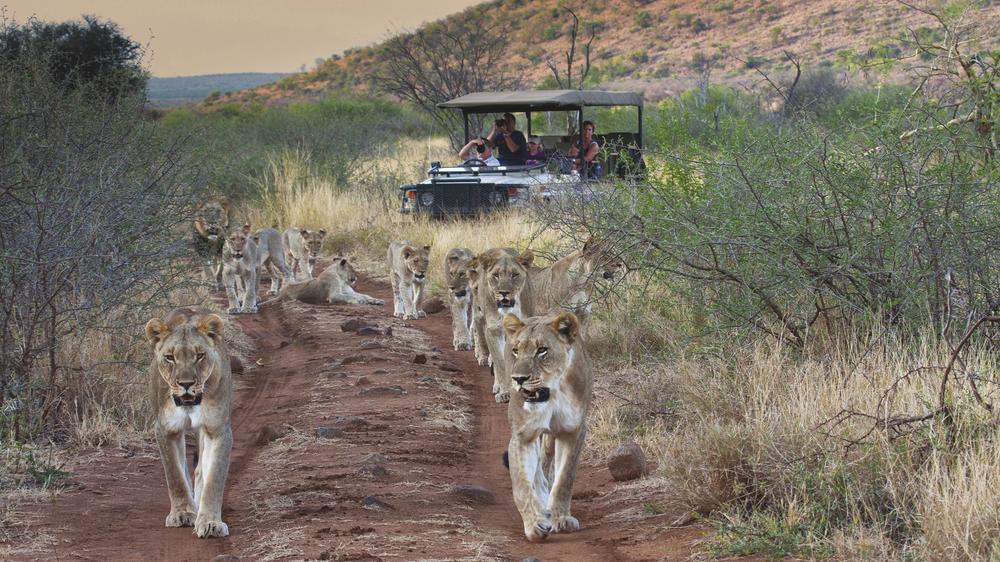 Tuningi Safari Lodge