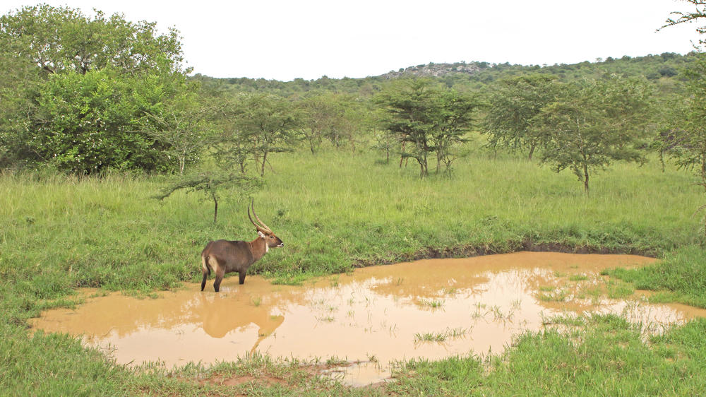 Lake Mburo National Park