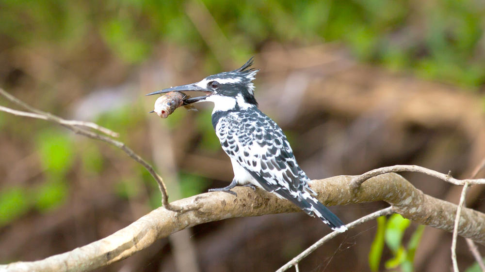 Lake Mburo National Park