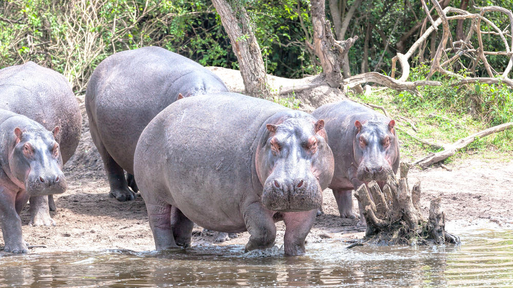 Lake Mburo National Park
