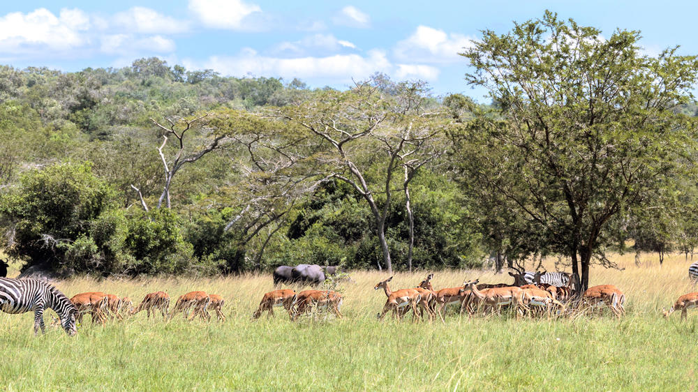 Lake Mburo National Park