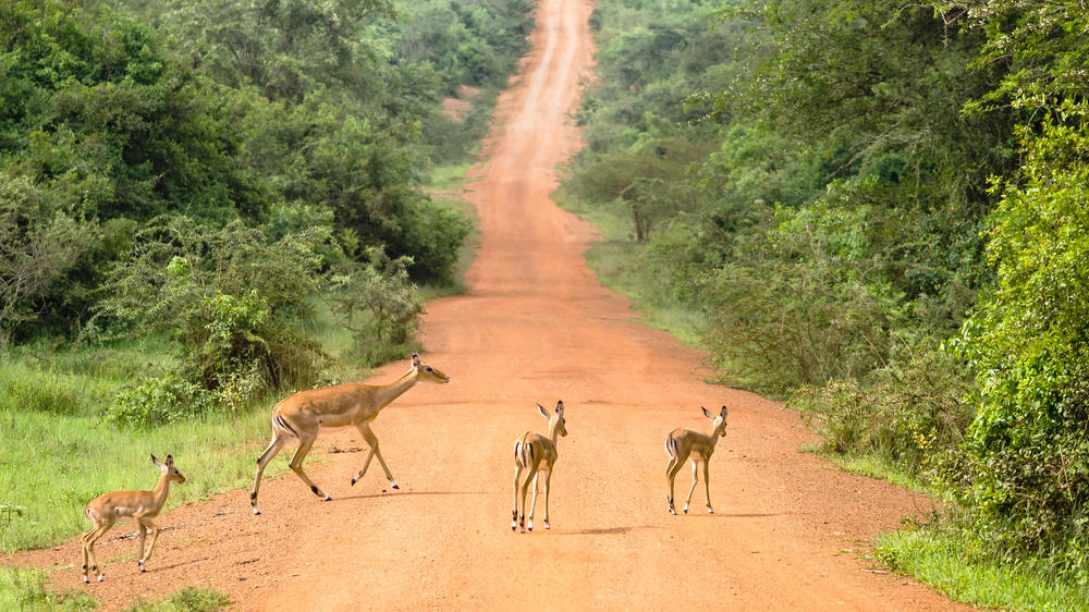 Lake Mburo National Park