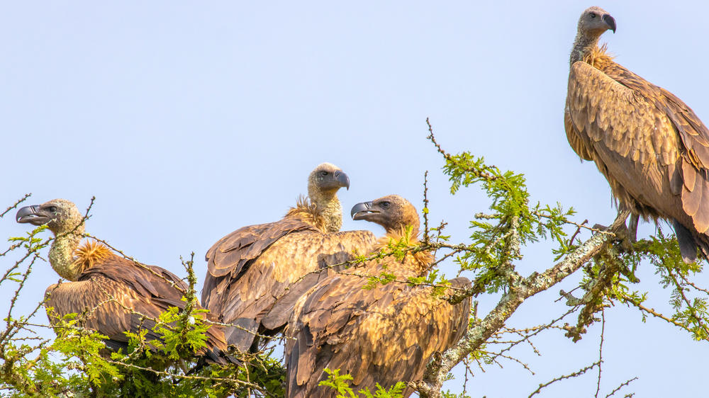Lake Mburo National Park