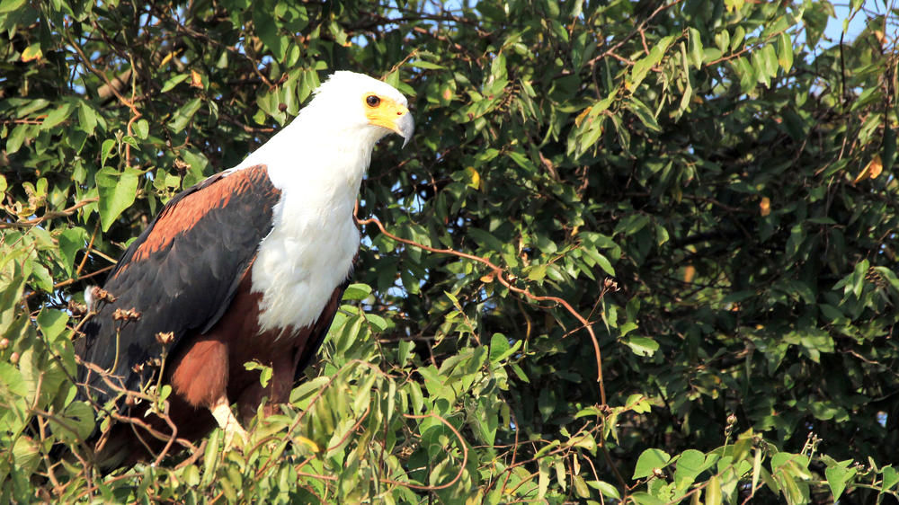 Lake Mburo National Park