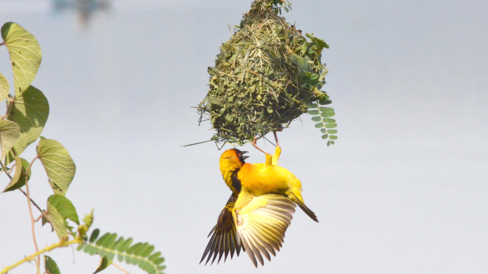 Lake Mburo National Park