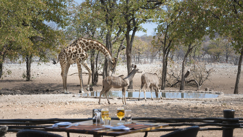 Ongava Private Game Reserve