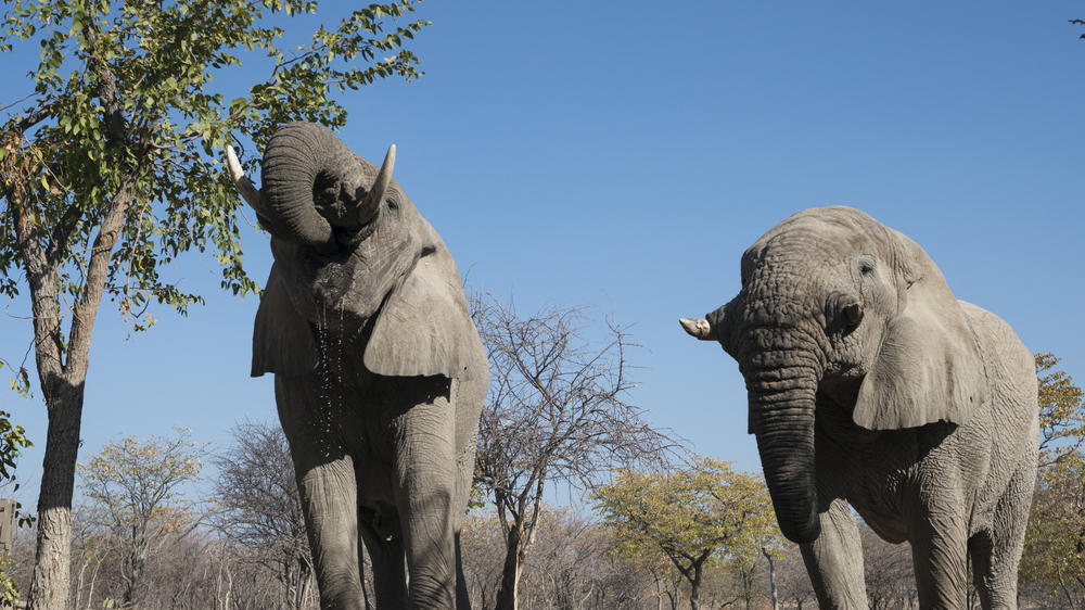 Ongava Private Game Reserve