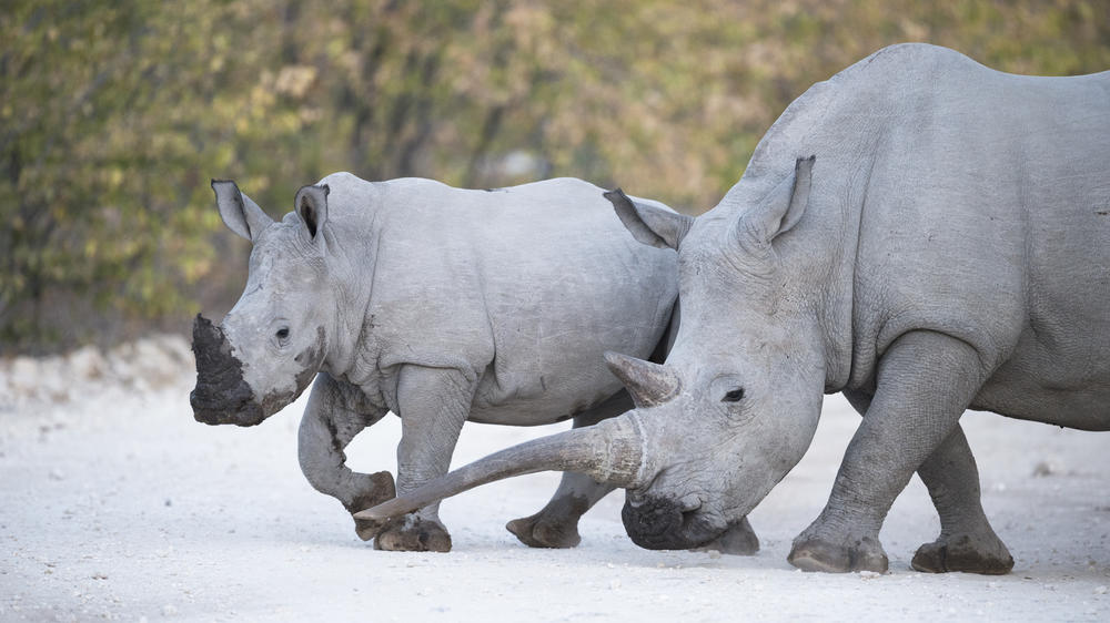 Ongava Private Game Reserve