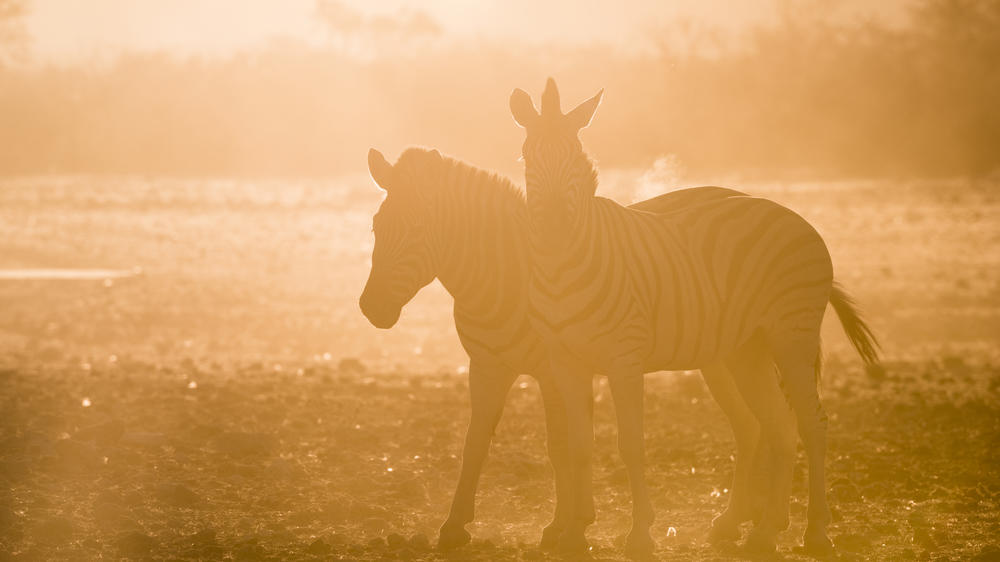 Ongava Private Game Reserve