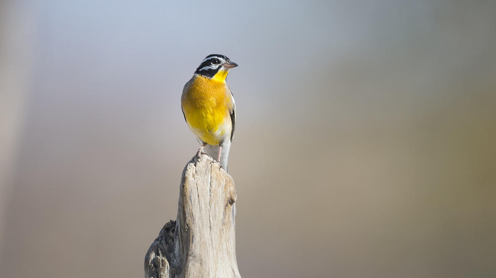 Ongava Private Game Reserve