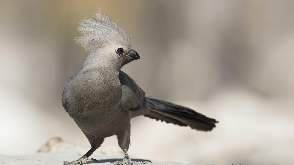 Ongava Private Game Reserve