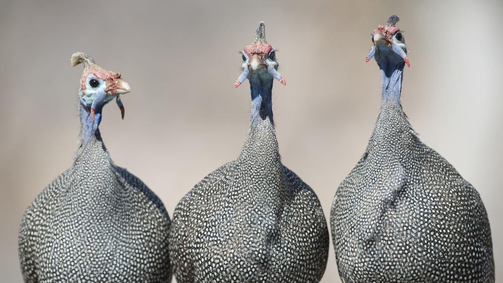 Ongava Private Game Reserve