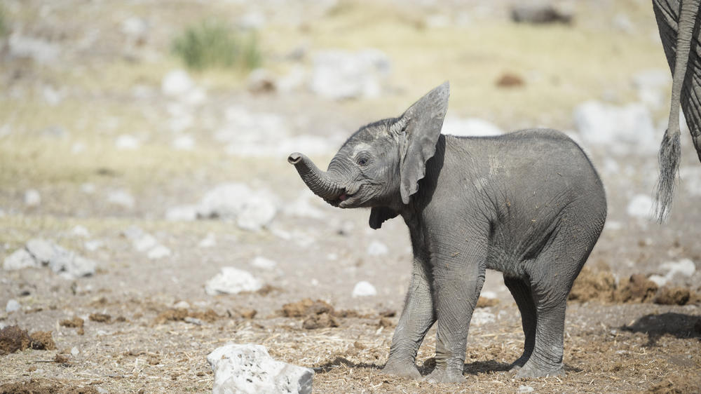 Ongava Private Game Reserve