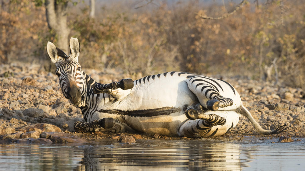 Ongava Private Game Reserve