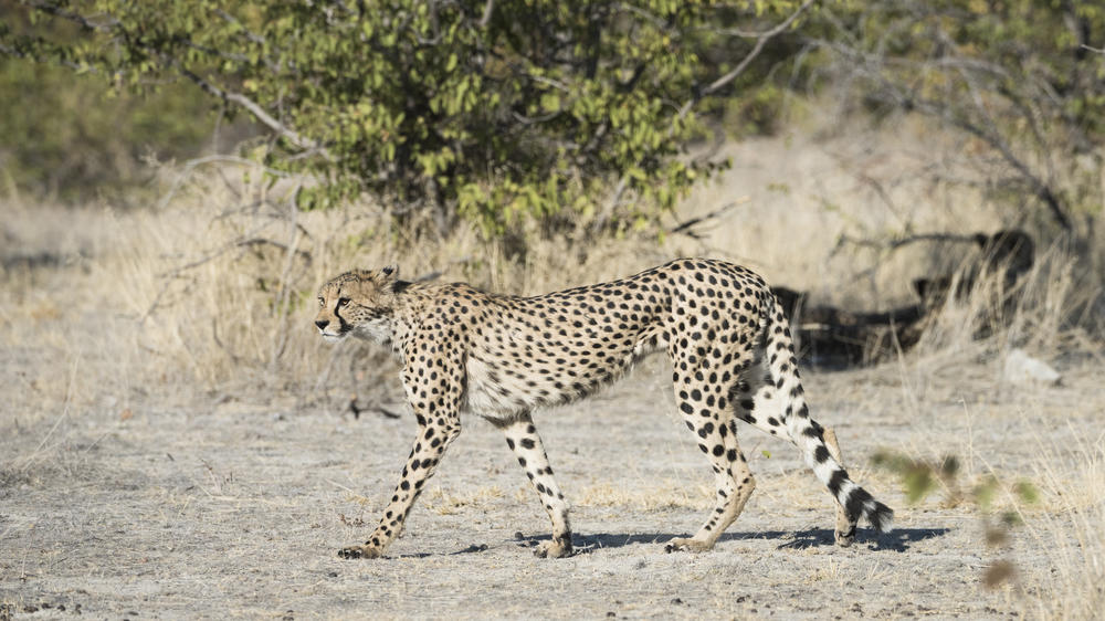 Ongava Private Game Reserve
